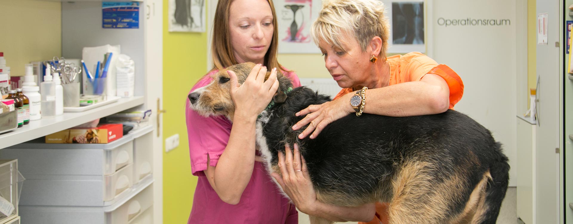 Behandlung eines Hundes in der Kleintierpraxis Arndt