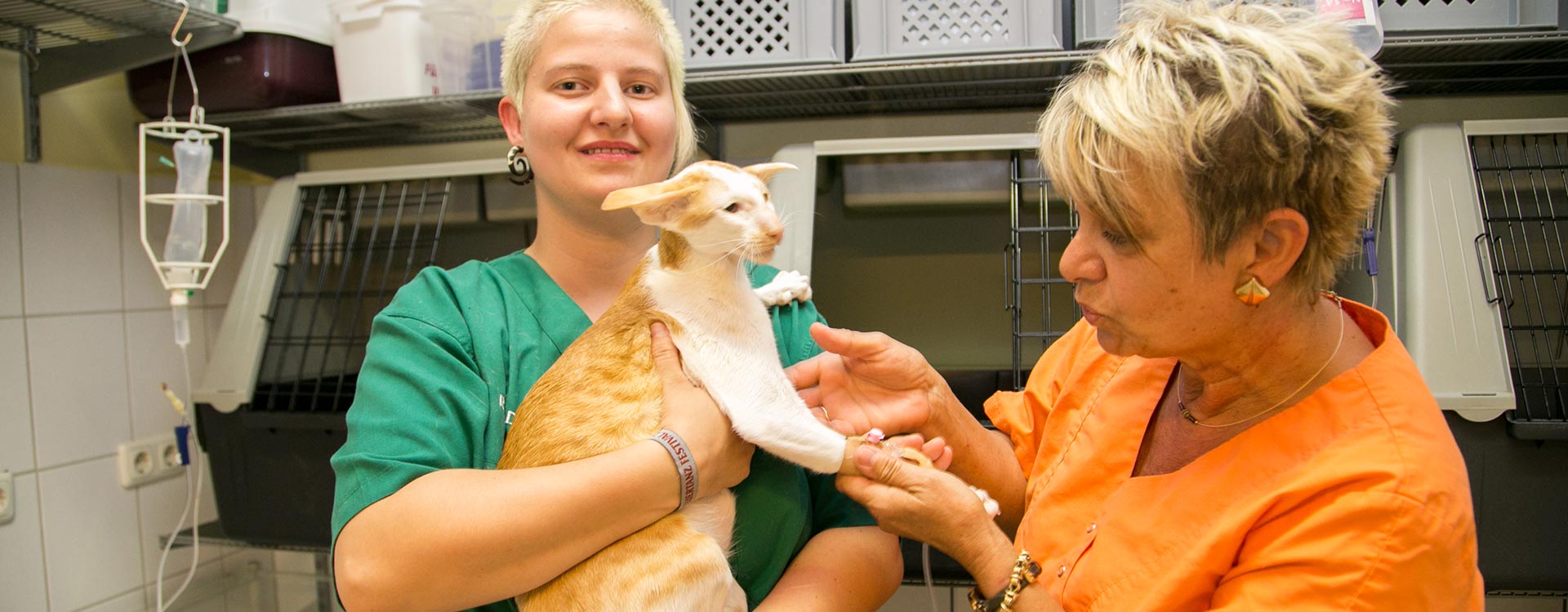 Behandlung einer Katze in der Kleintierpraxis Arndt
