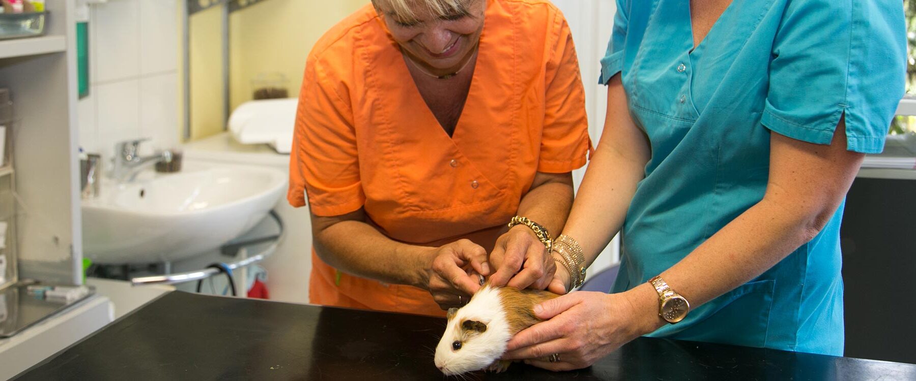 Behandlung eines Meerschweinchens in der Kleintierpraxis Arndt
