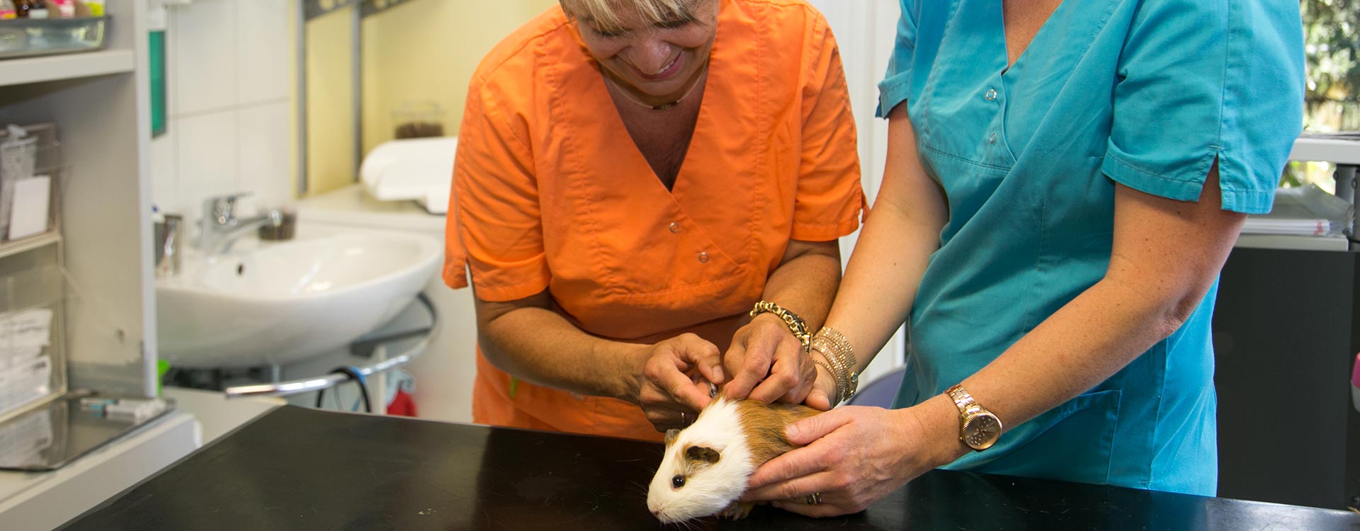 Behandlung eines Meerschweinchens in der Kleintierpraxis Arndt