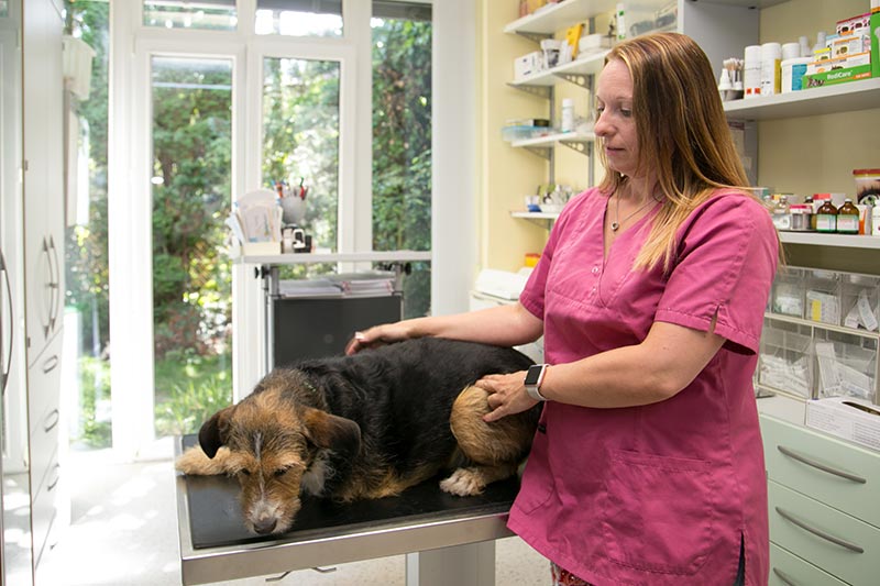 Behandlung eines Hundes